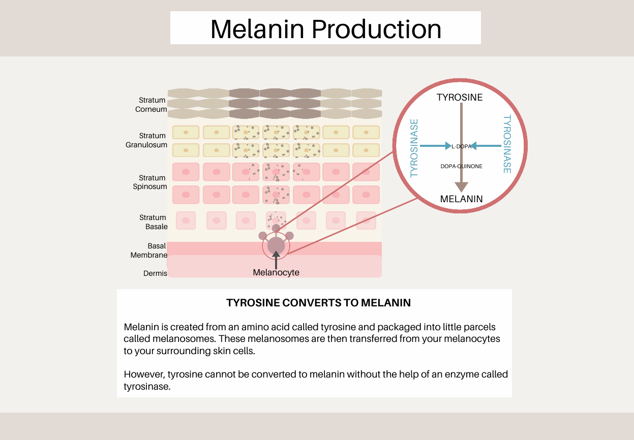 Melanin Production