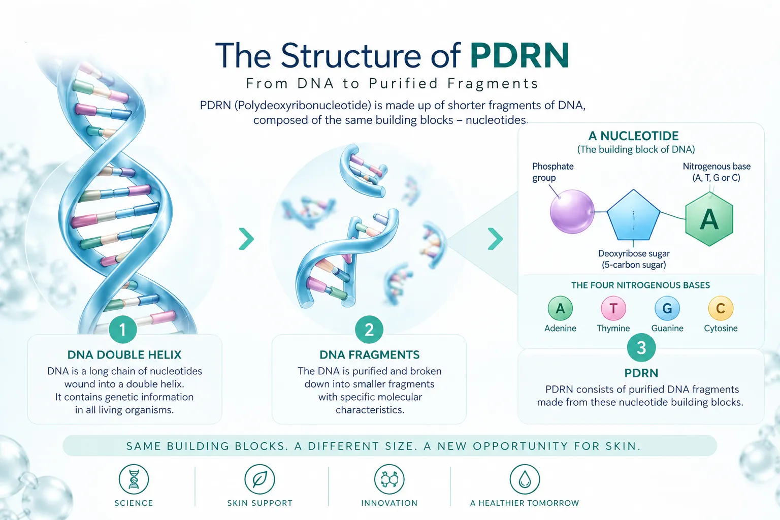 2. The structure of pdrn