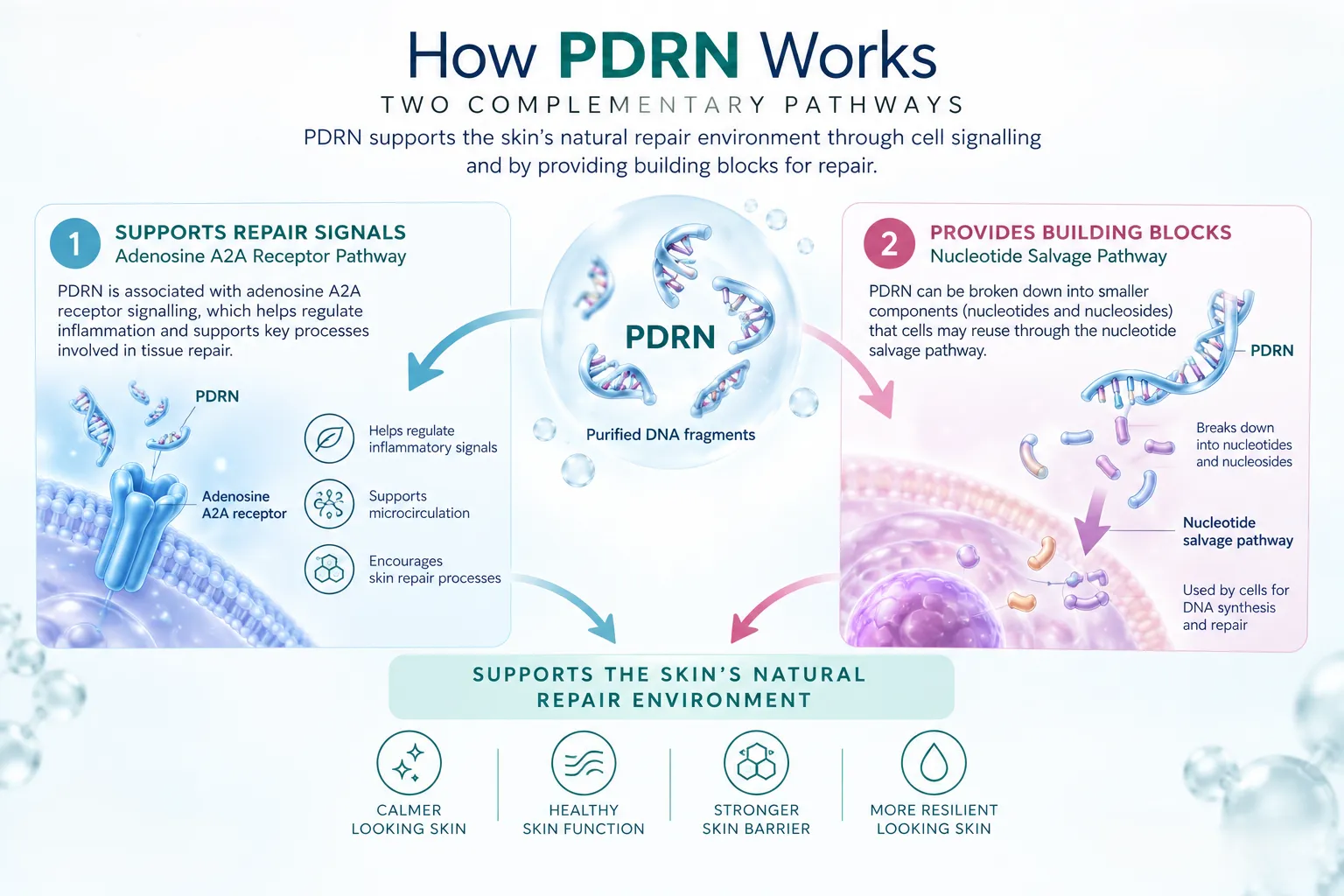3. How pdrn works